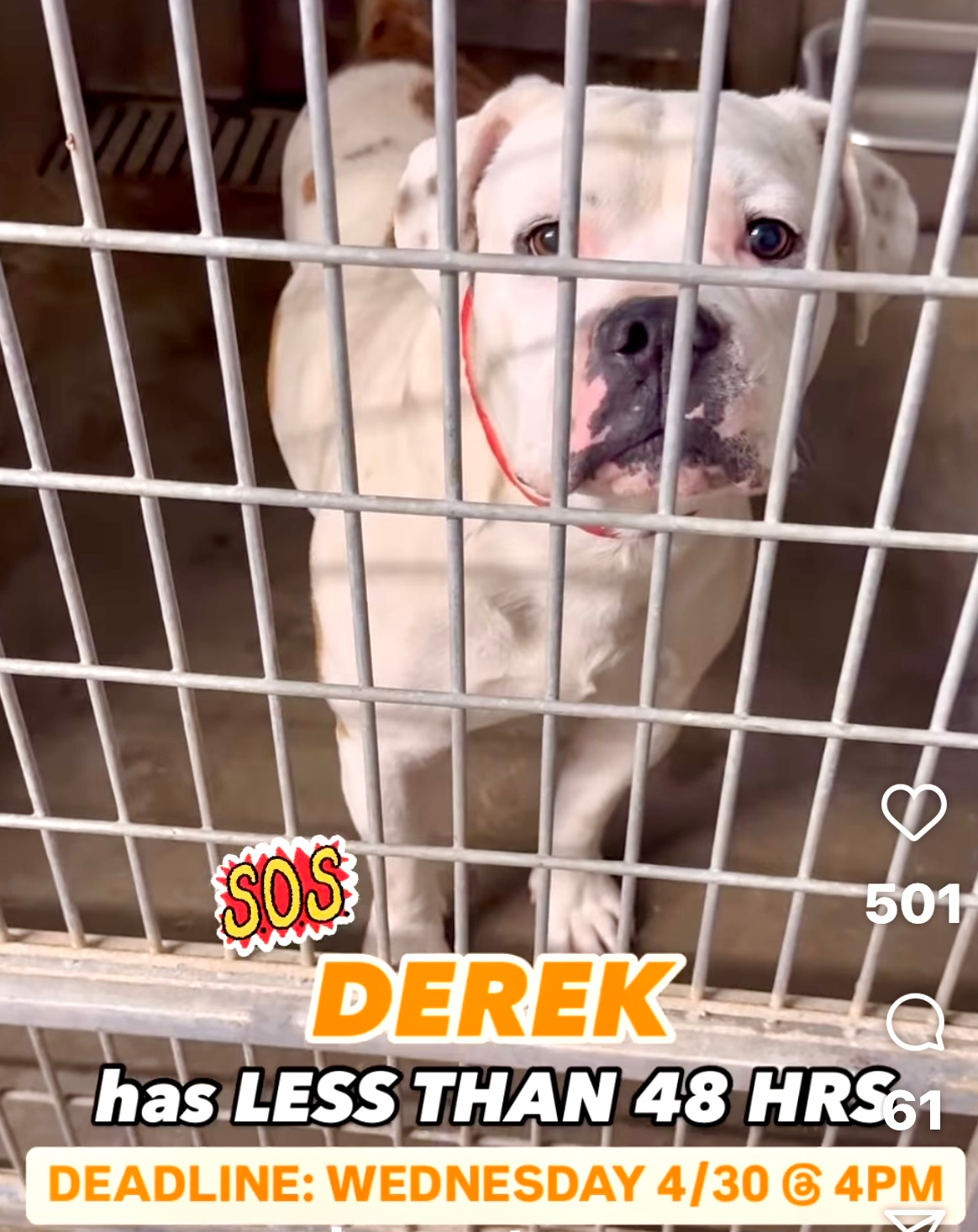 Derek the boxer mix inside a shelter kennel before rescue