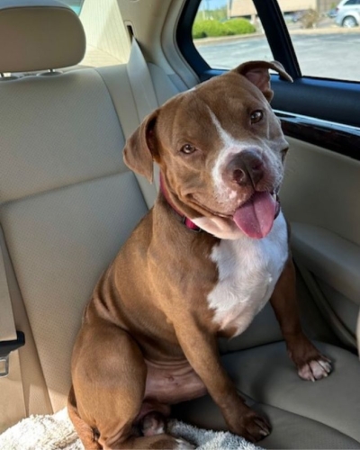 Bolt smiling in the car after rescue, on his way to safety