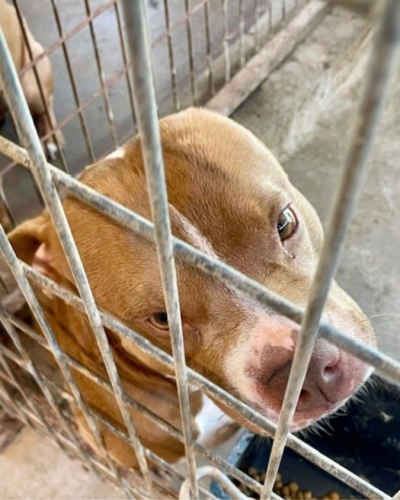 Bolt inside kennel before being rescued from Carnegie shelter