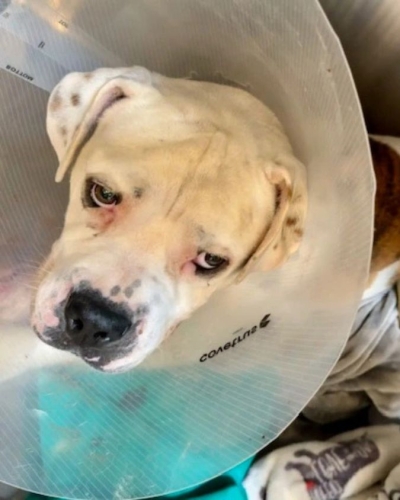 Derek recovering with a protective cone after surgery