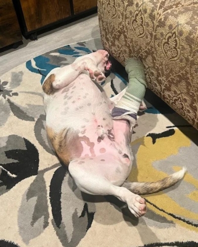 Derek lying comfortably indoors with his bandaged leg raised