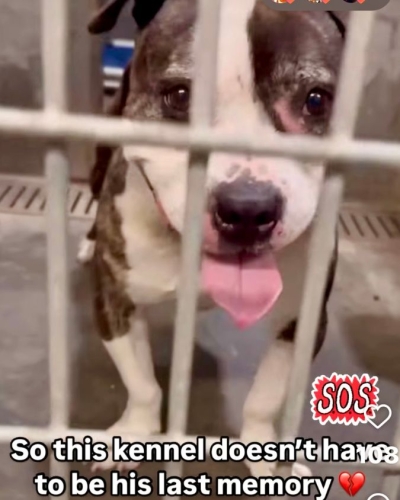 Kenny behind kennel bars before rescue