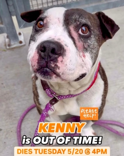Kenny sitting at the shelter with a hopeful expression before rescue