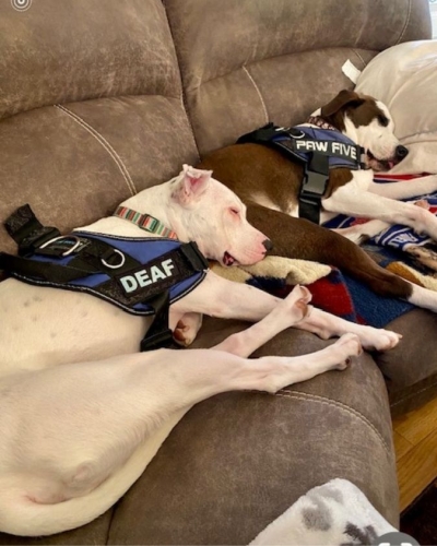 Max and his brother resting on a couch wearing service vests
