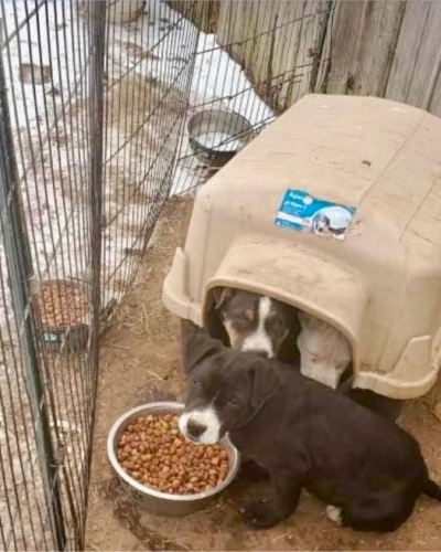 viprsq-max-and-siblings-oklahoma-rescue