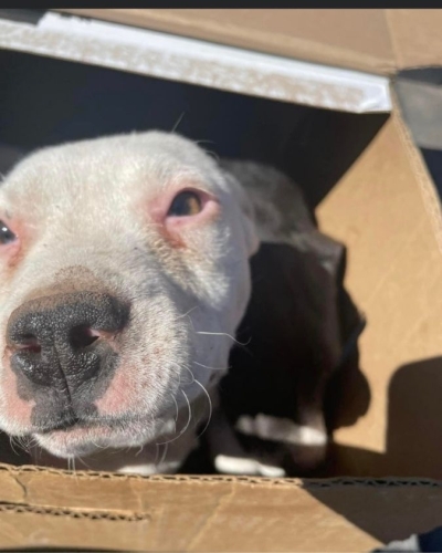 Max peeking from a cardboard box after being rescued
