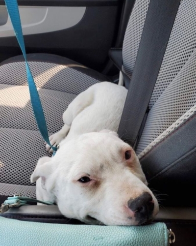 Max resting peacefully on a car seat during transport to his new home