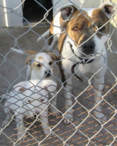 viprsq-oklahoma-rescue-mother-and-pup-closeup
