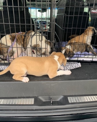 Puppies and mother dog in transport crates on their way to St. Louis