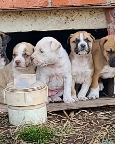 Eight puppies living under a house in rural Oklahoma before rescue