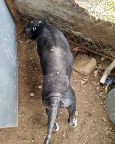 Sebastian before rescue, showing signs of neglect and hair loss