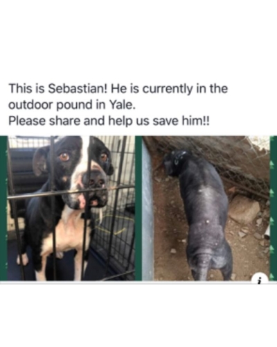 Sebastian in outdoor kennel at the Yale, Oklahoma pound