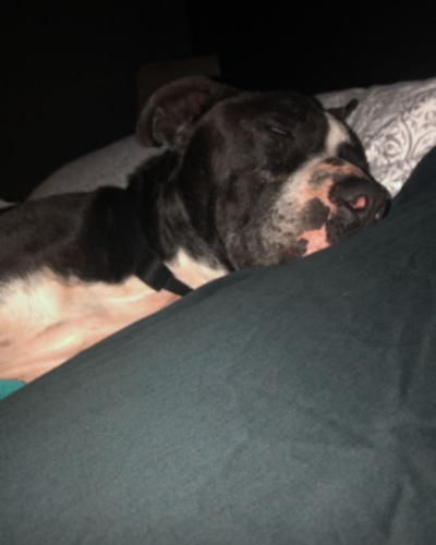 viprsq-sebastian-resting-after-rescue